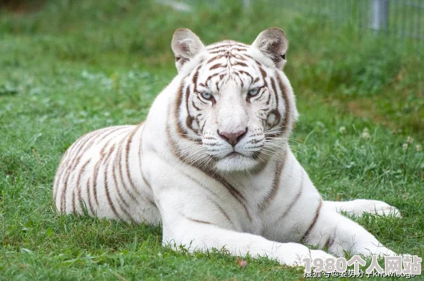 白虎嫩逼展现了自然界生物多样性的魅力呼吁大家保护野生动物珍惜地球生态环境