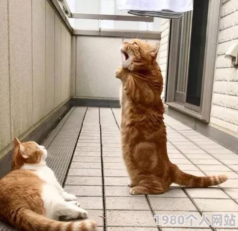 日本理伦片和搜子同居的日子听说搜子家的猫其实是隔壁大妈走失的爱宠