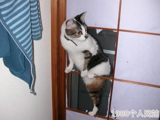 日本理伦片和搜子同居的日子听说搜子家的猫其实是隔壁大妈走失的爱宠