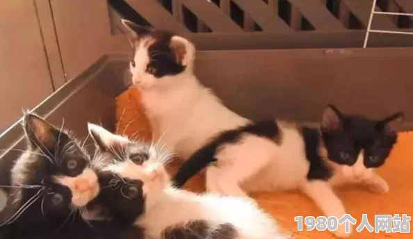 狠狠色噜噜狠狠狠原标题为“可爱小猫玩耍”视频内容与标题严重不符误导用户