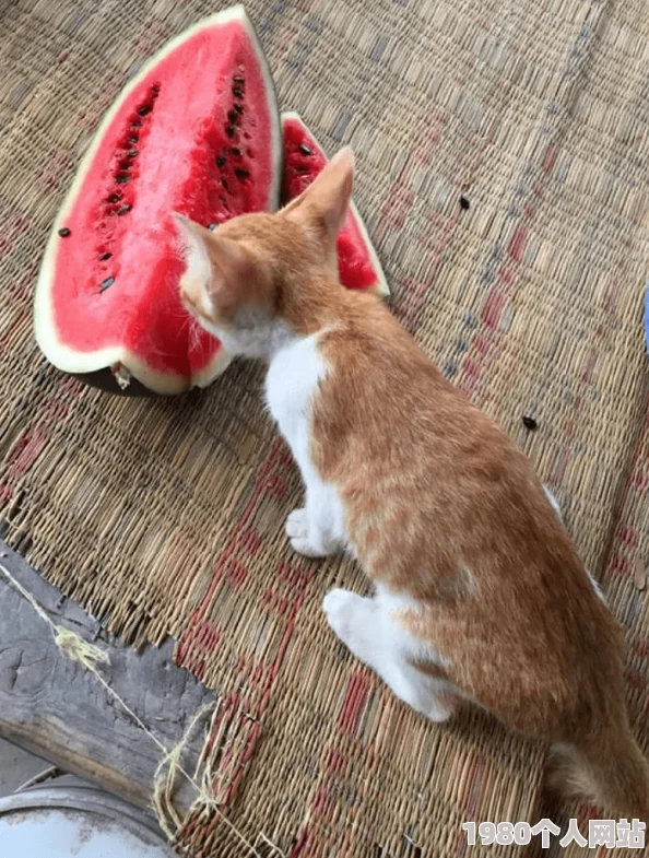 狠狠色噜噜狠狠狠原标题为“可爱小猫玩耍”视频内容与标题严重不符误导用户