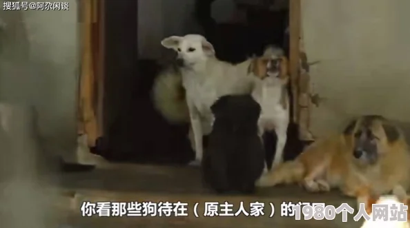 把自己栓起来和流浪狗据说现场还有爱心人士送来狗粮和水引来不少围观