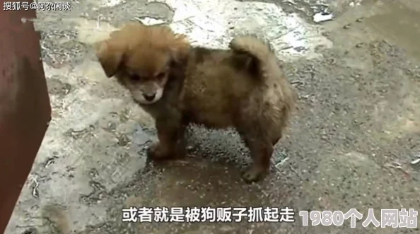 把自己栓起来和流浪狗据说现场还有爱心人士送来狗粮和水引来不少围观