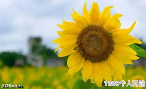 天天色天天传递积极阳光正能量，展现生活美好，鼓励人们热爱生活，充满希望