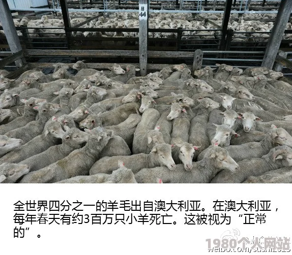 亚洲最大毛片实际为普通羊毛制品标题党误导消费者