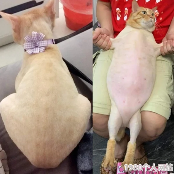 猫咪www最新地域网名怎么取警惕网络风险谨防诈骗陷阱勿轻信不明链接