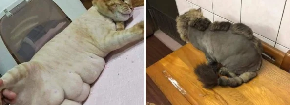 猫咪www最新地域网名怎么取警惕网络风险谨防诈骗陷阱勿轻信不明链接