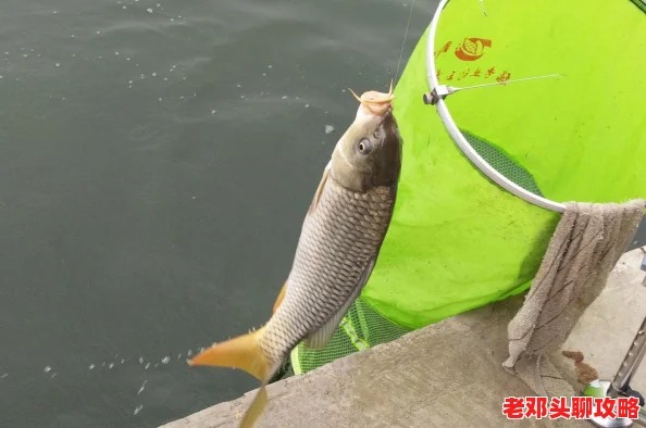 露玛岛金鳞鲈鱼垂钓指南：全面揭秘最佳出产地与钓点汇总