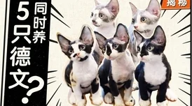 深度剖析《黑猫奇闻社》：揭秘游戏独特魅力与高效攻略必备要点