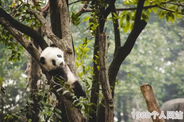 从零开始的我的世界动物养殖指南：全面掌握养动物的技巧与步骤