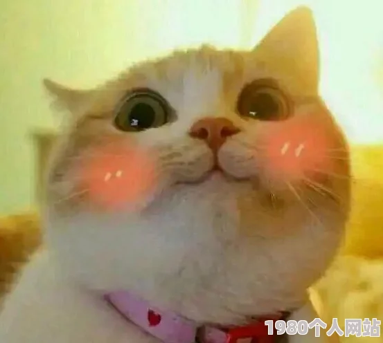 猫咪社区www高清视频在线让我们一起关注这些可爱的生命，传播爱与温暖，共同创造一个和谐的生活环境