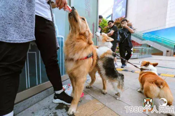 我的休闲新篇章：探索狗狗出游的趣味玩法与精彩瞬间介绍